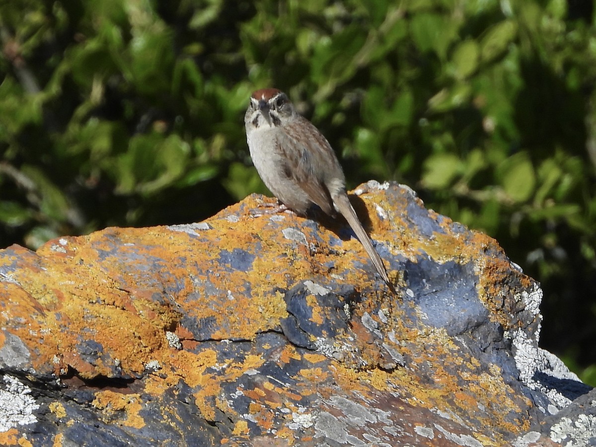 Rufous-crowned Sparrow - MIck Griffin
