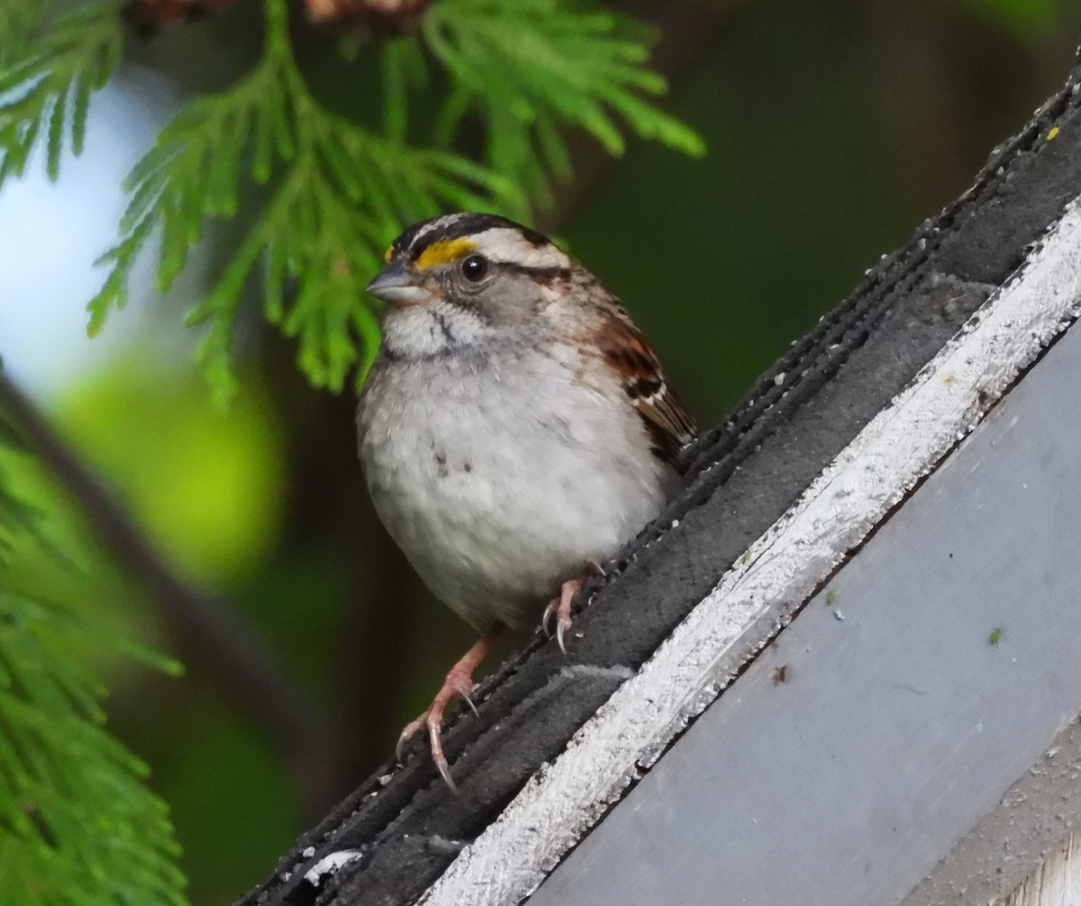 White-throated Sparrow - Don Manson