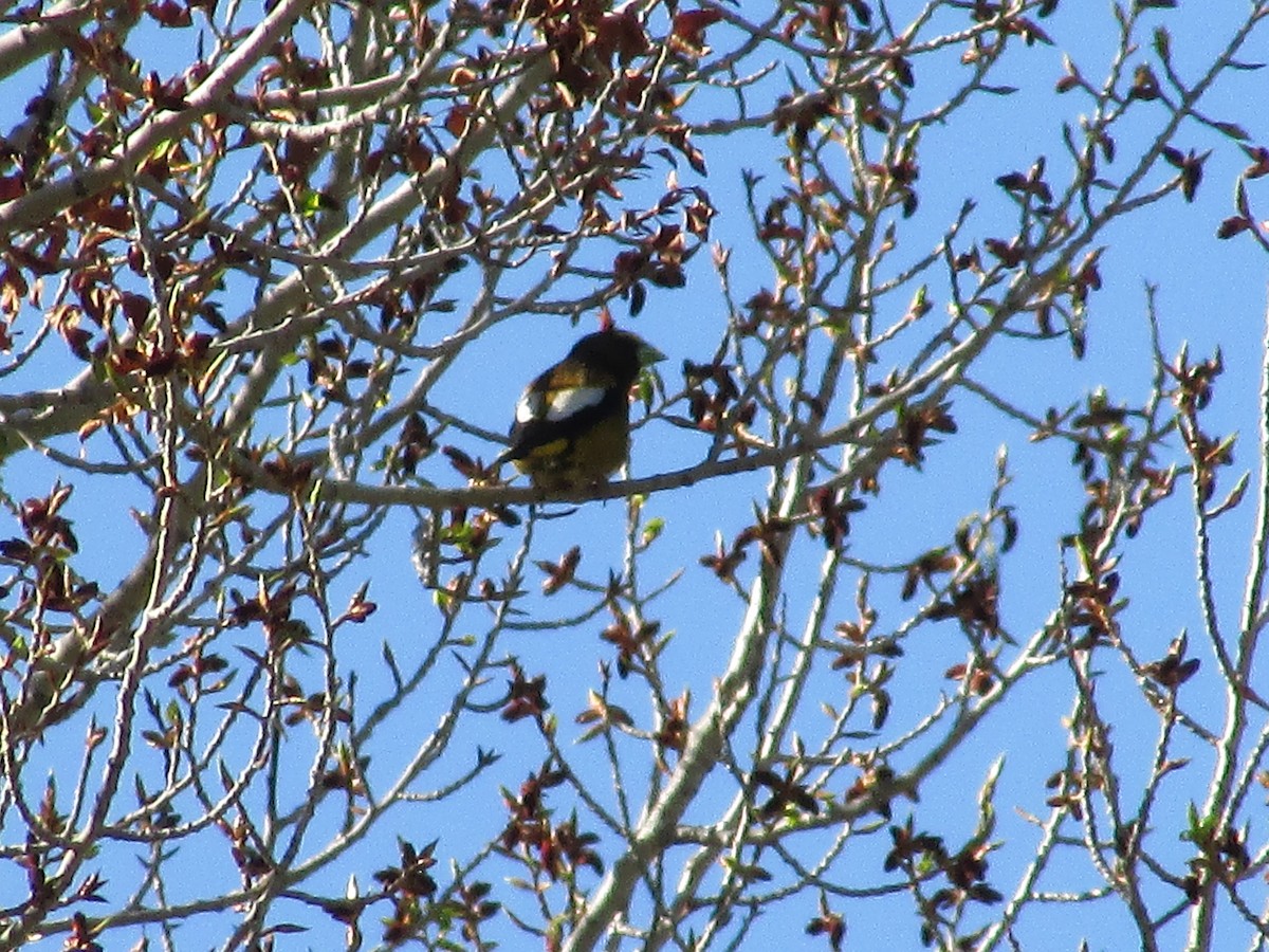 Evening Grosbeak - Felice  Lyons