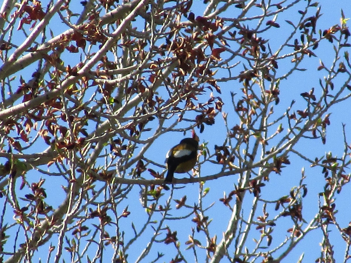 Evening Grosbeak - Felice  Lyons