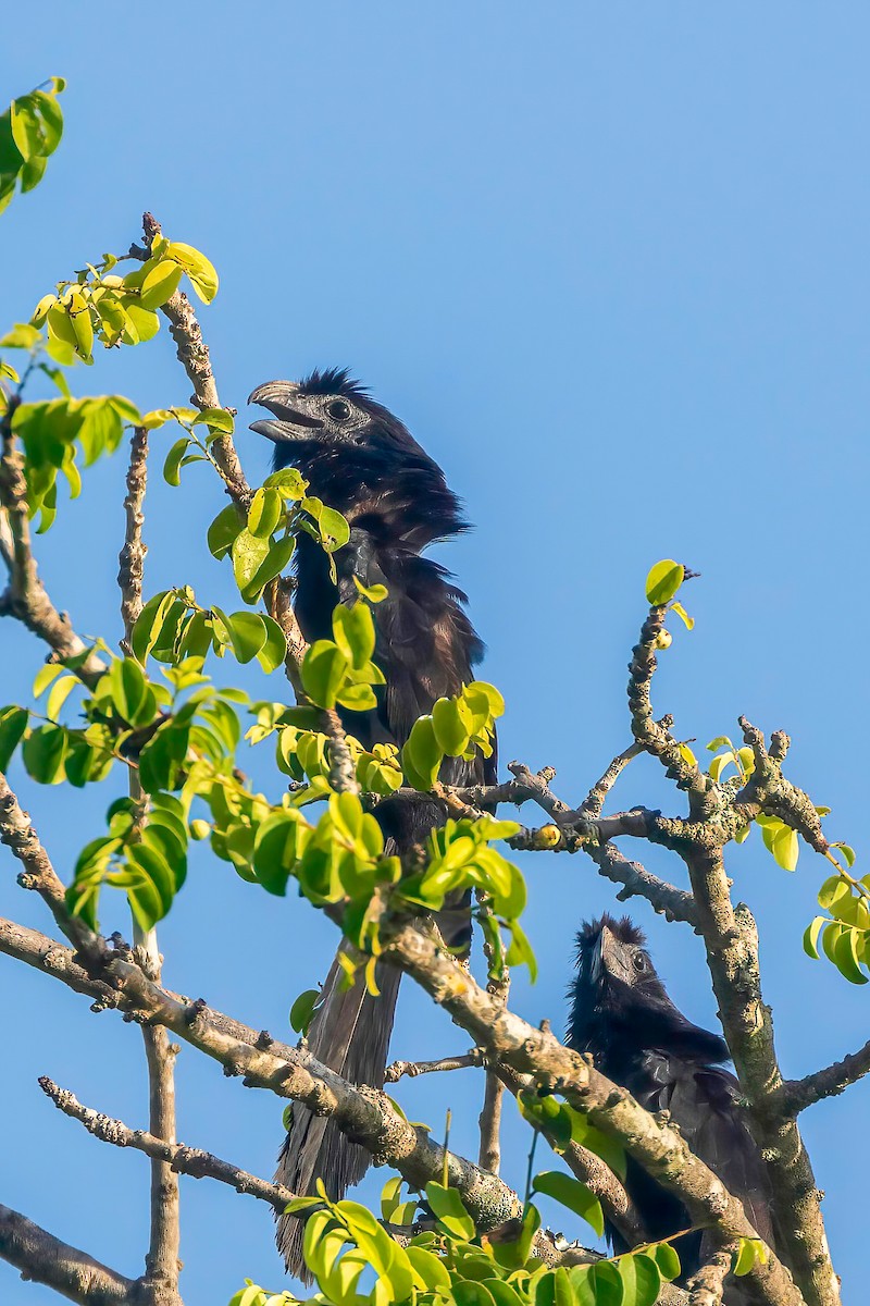 Groove-billed Ani - ML619326030