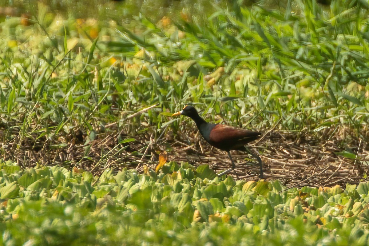 Jacana du Mexique - ML619326037