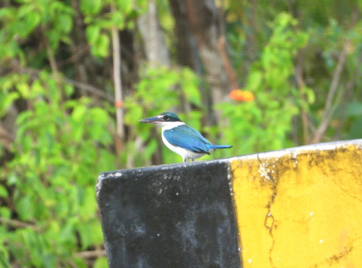 Collared Kingfisher - Chaiti Banerjee