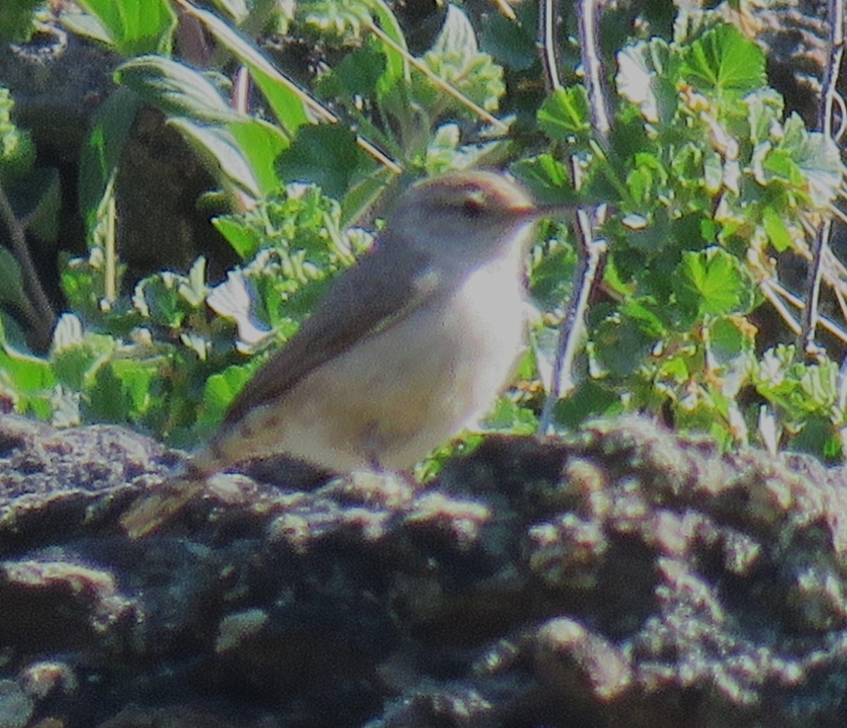 Rock Wren - Pam Otley