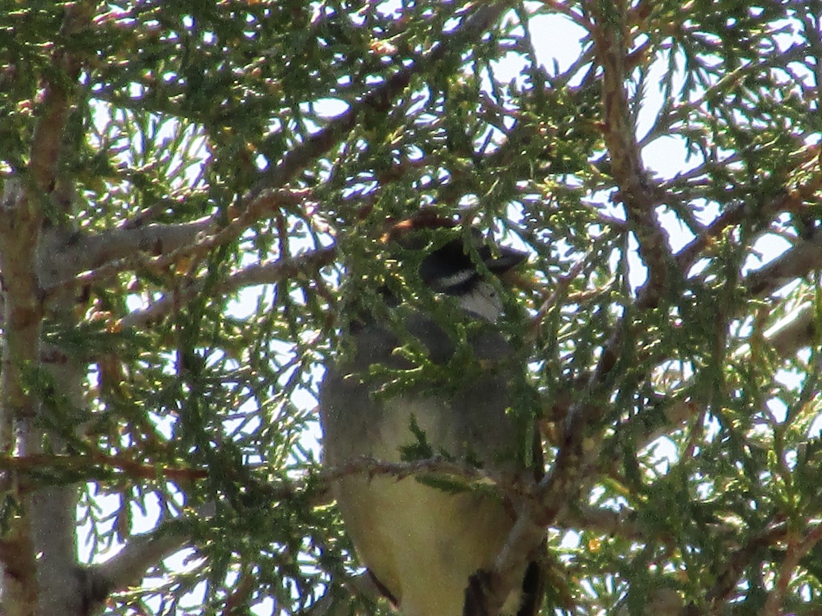 Green-tailed Towhee - Felice  Lyons