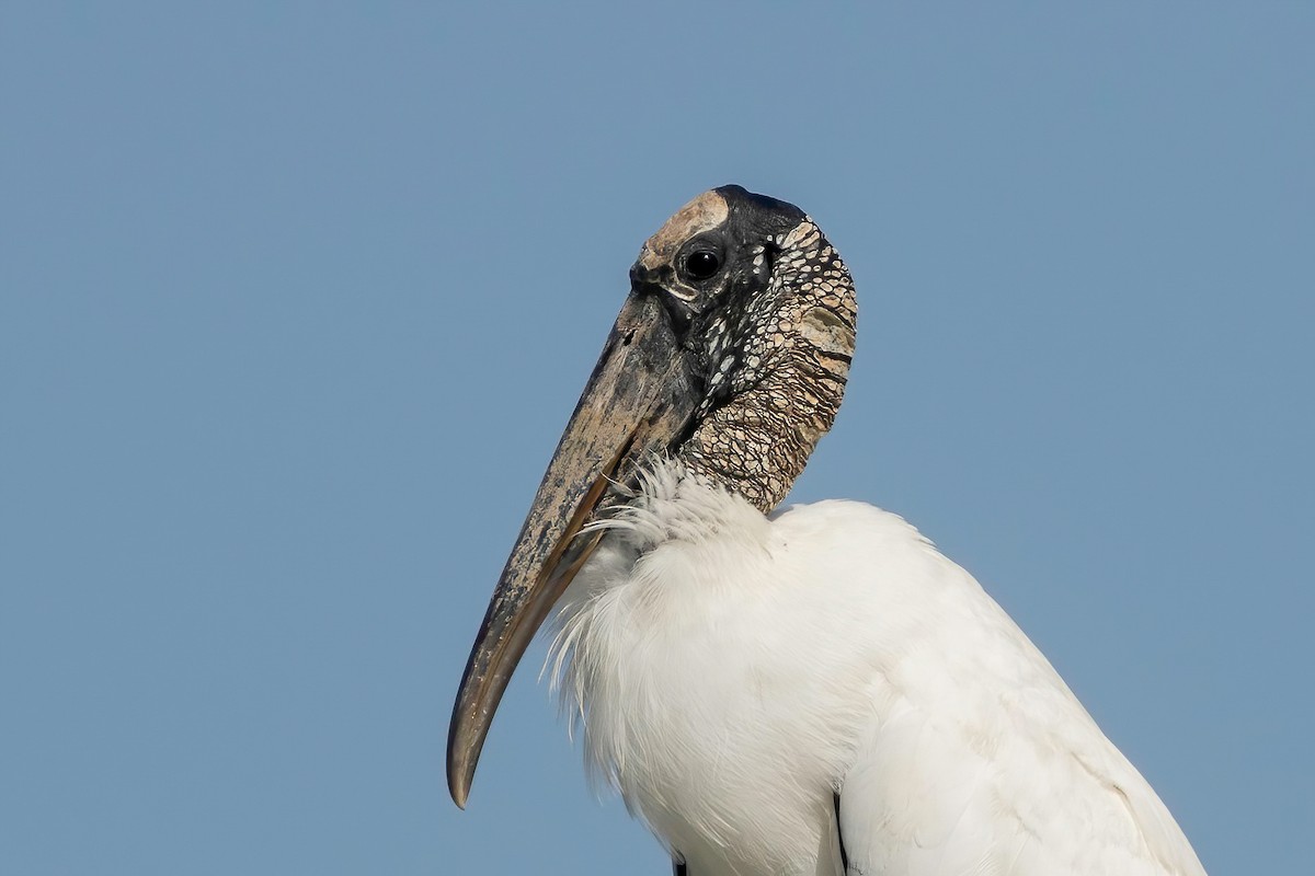 Wood Stork - ML619326065