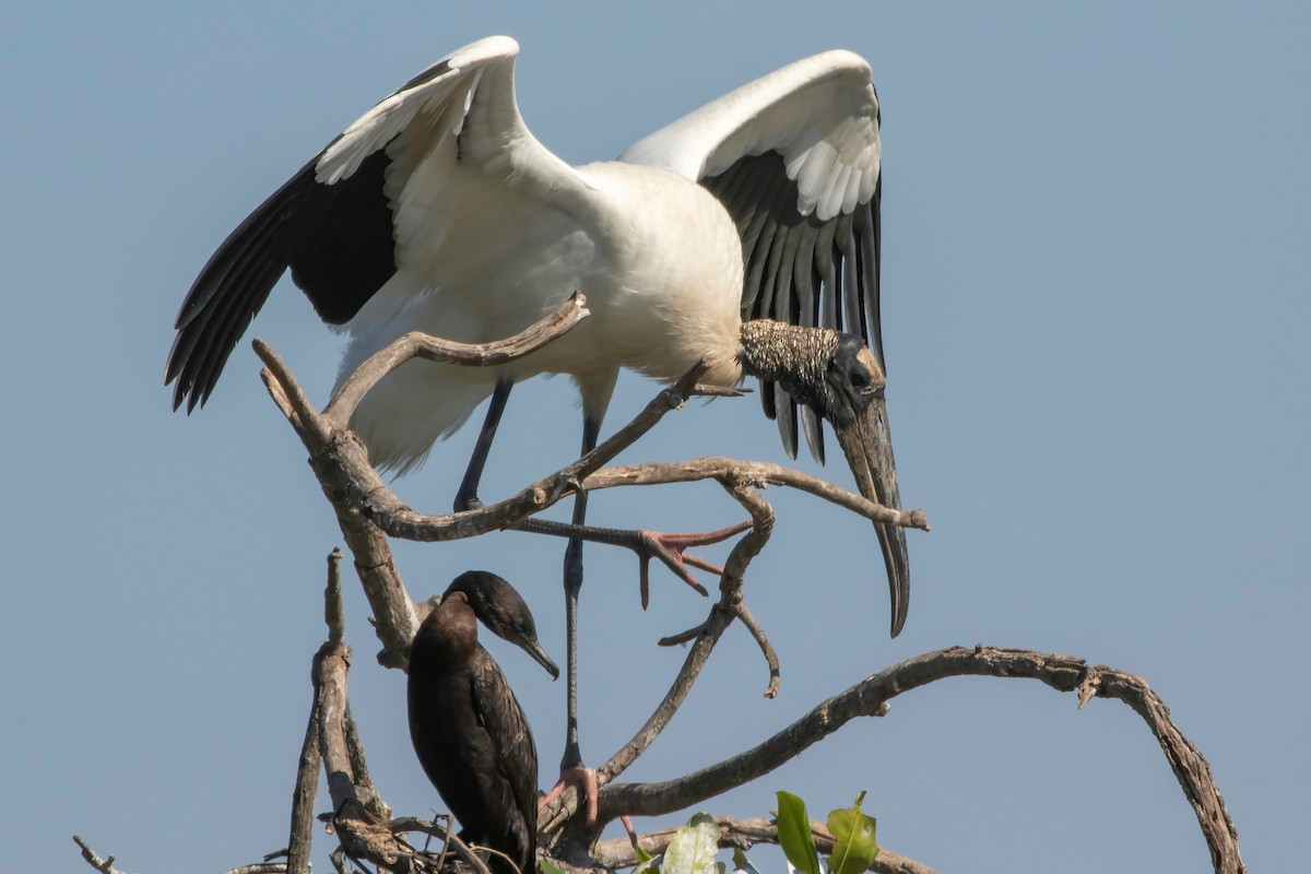 Wood Stork - ML619326069