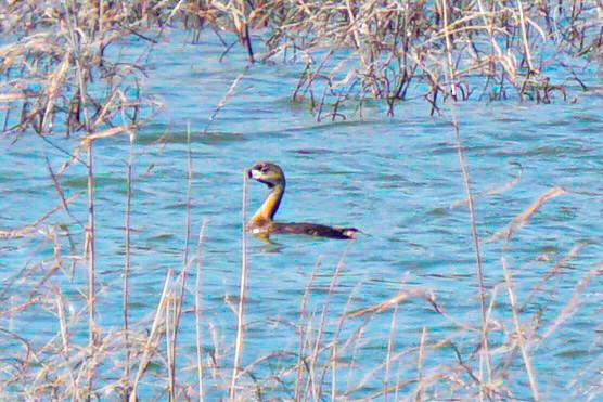 Pied-billed Grebe - Drake Thomas