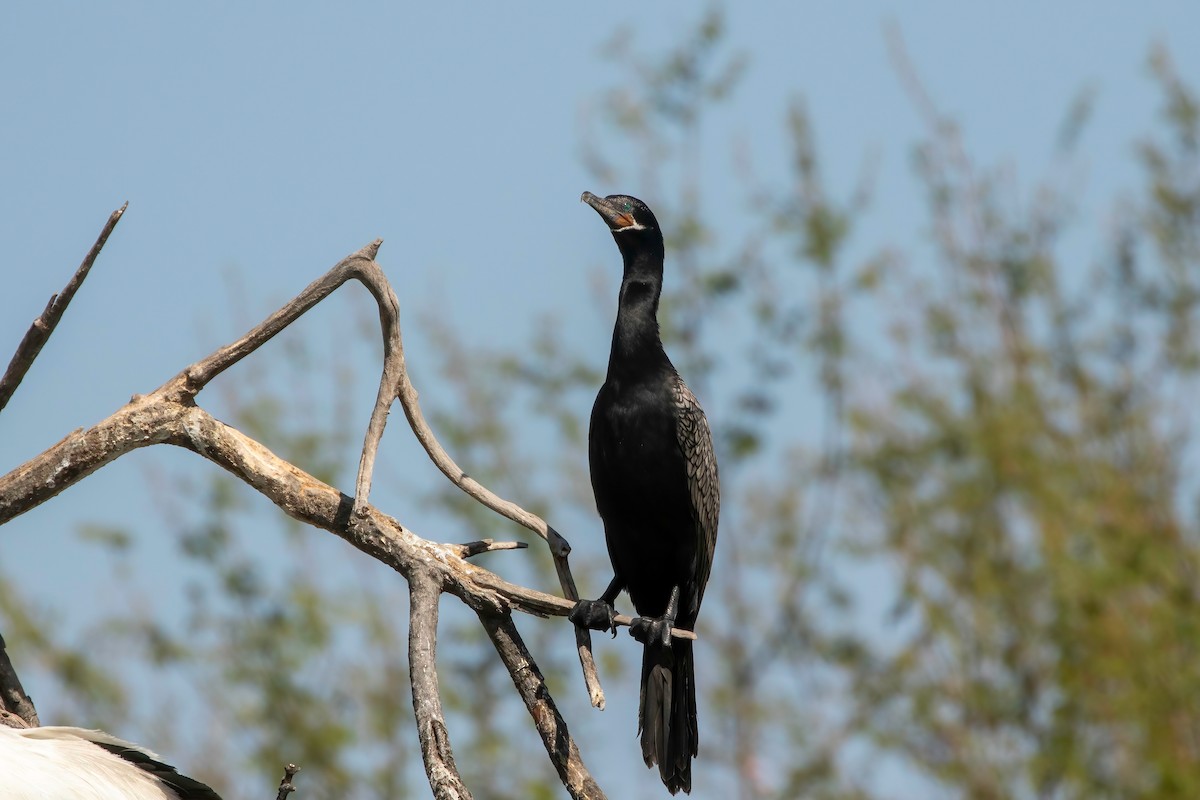 Neotropic Cormorant - ML619326087