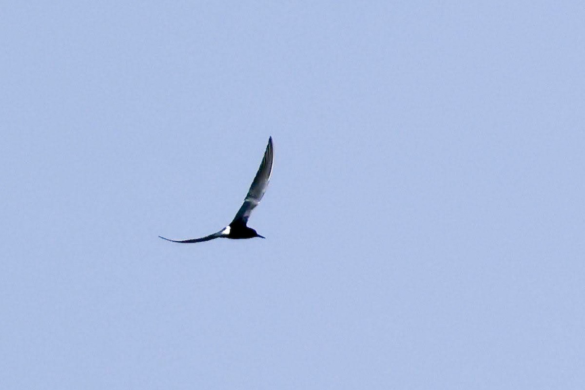 Black Tern - ML619326090