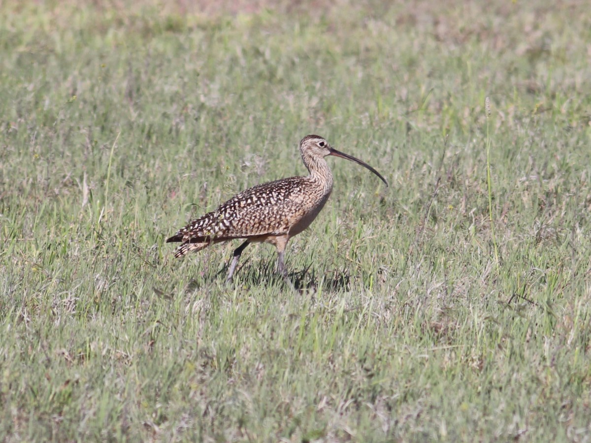 Long-billed Curlew - ML619326092