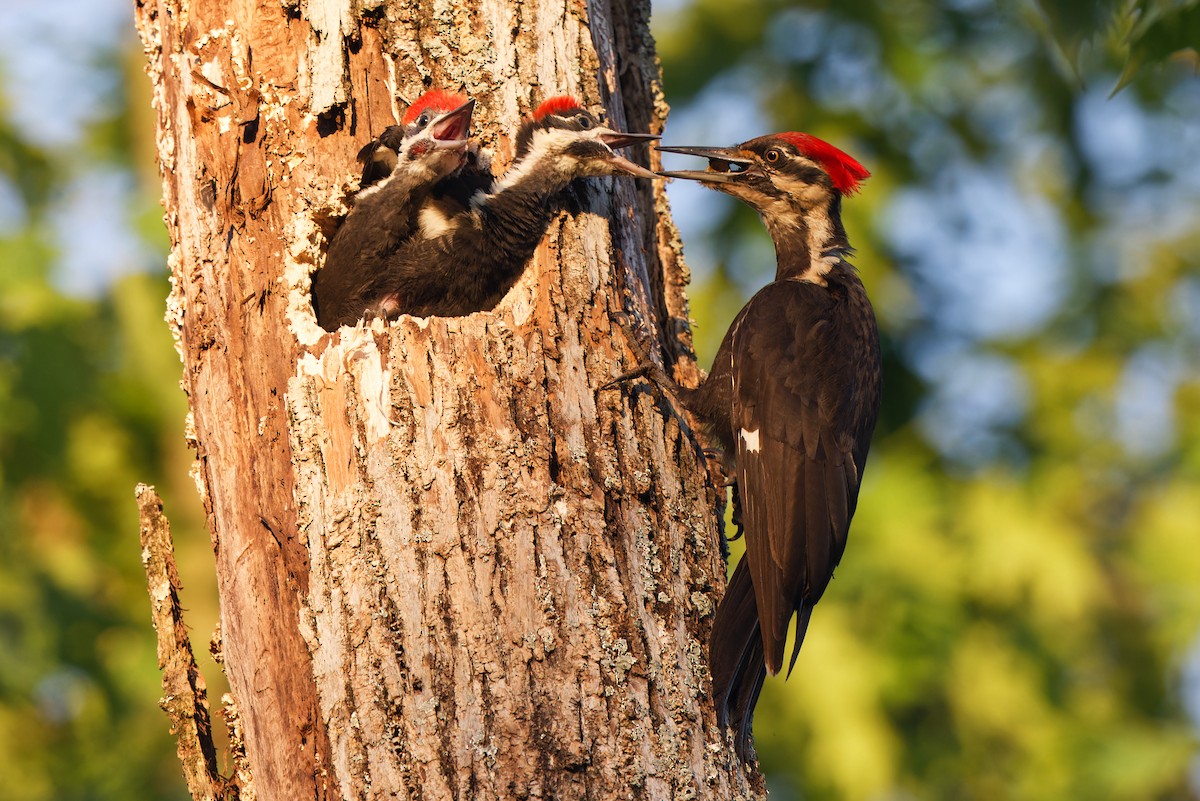 Pileated Woodpecker - Joel Marcinik