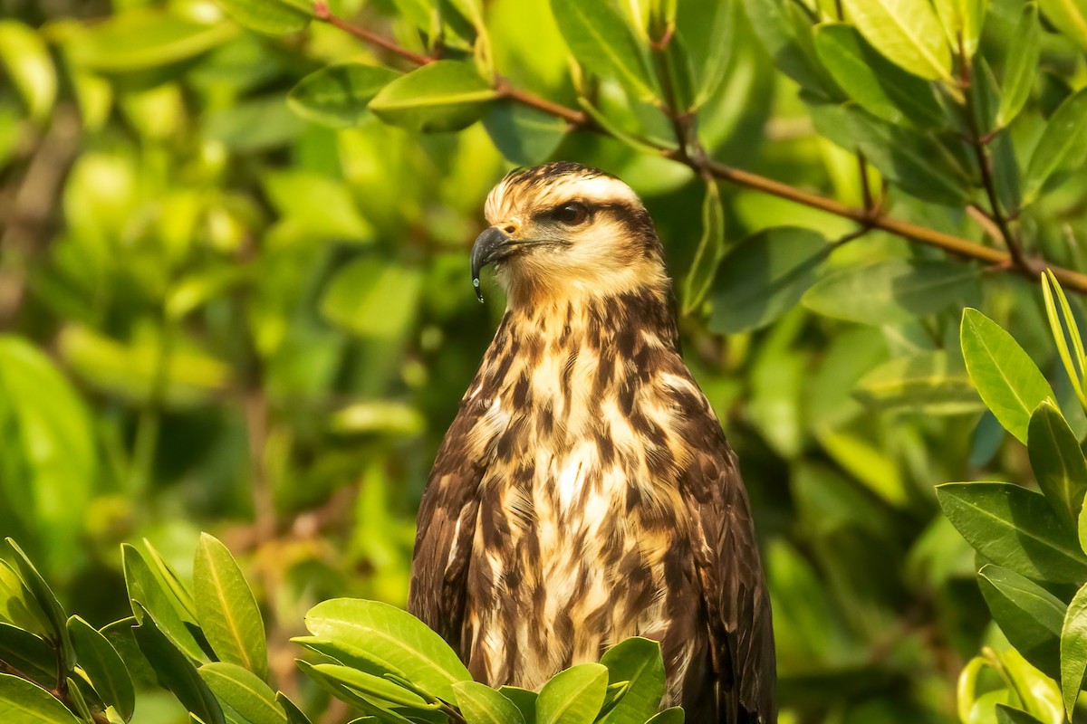 Snail Kite - Fred Hochstaedter