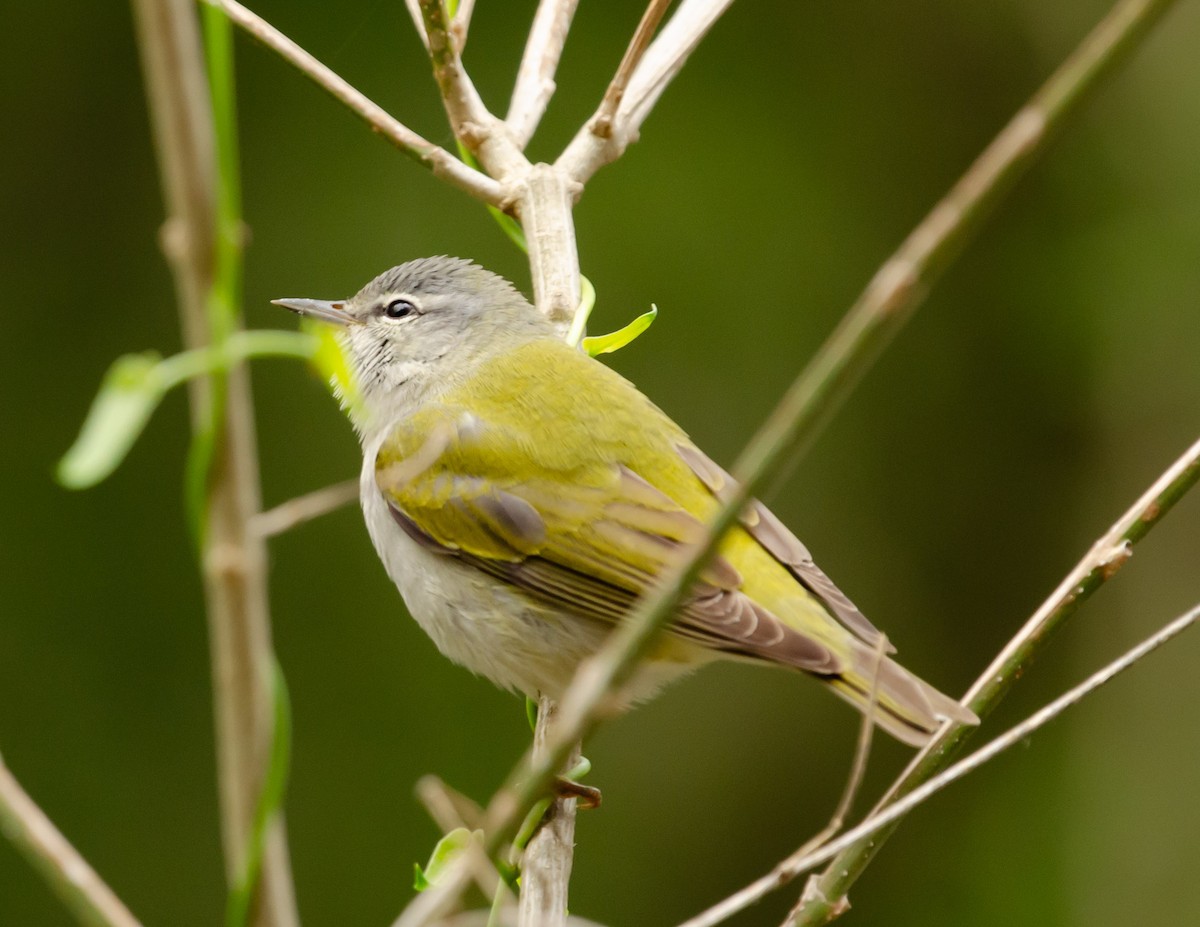 Tennessee Warbler - Andrea Salas