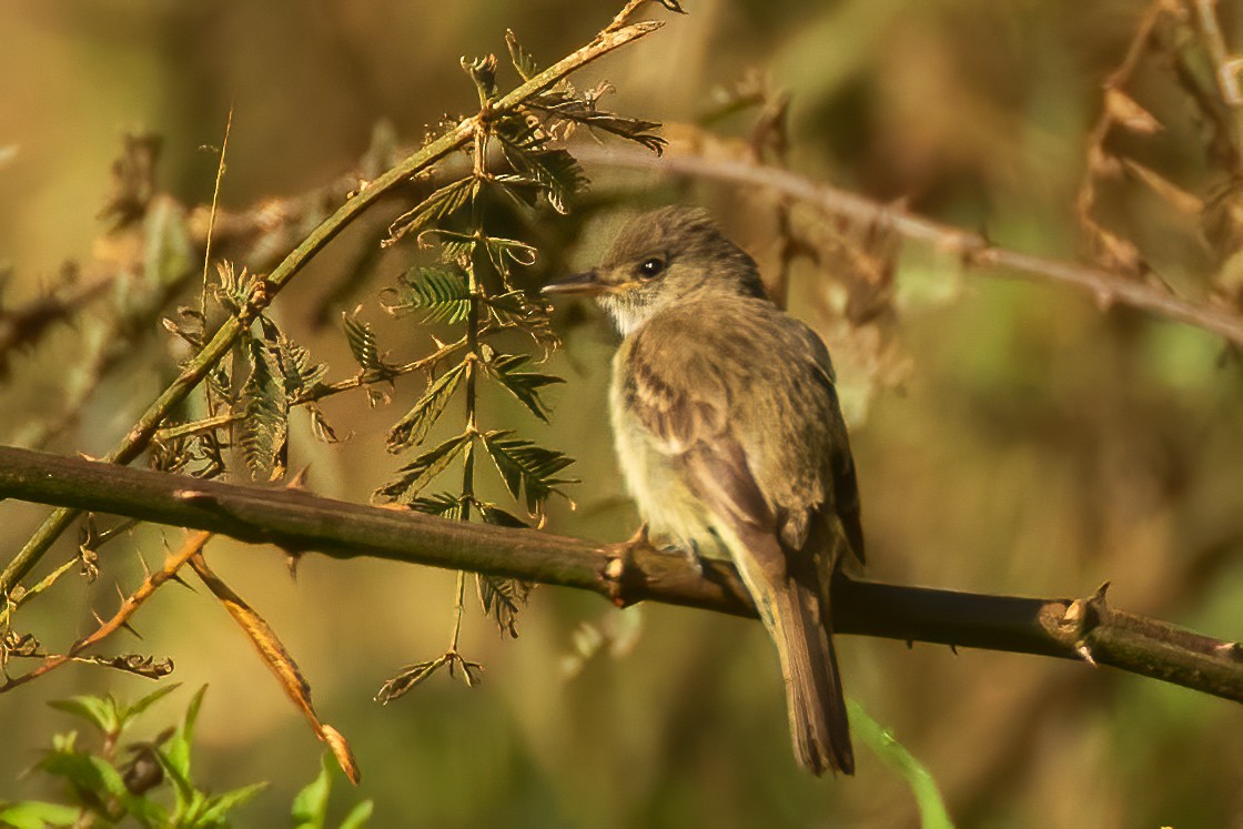 Willow Flycatcher - Fred Hochstaedter