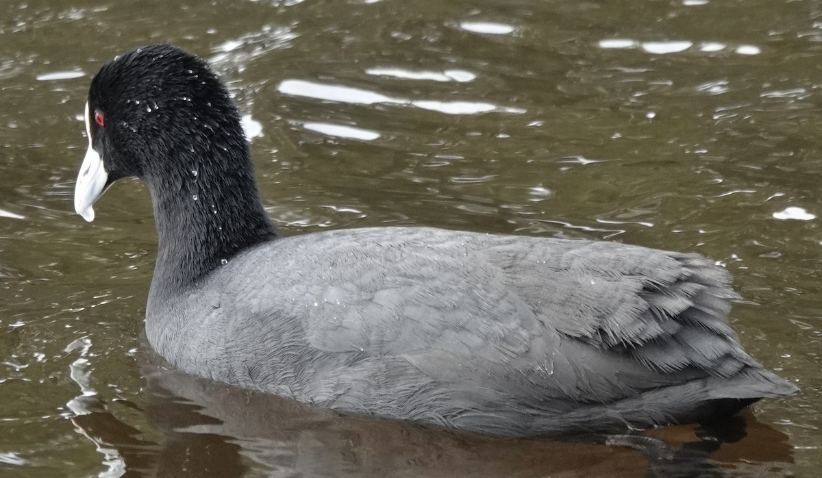 Eurasian Coot - Alan Coates