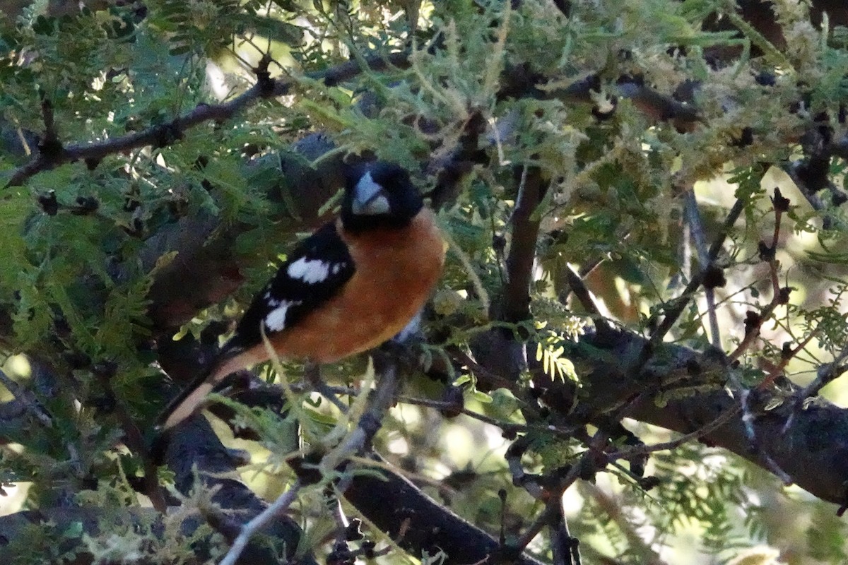 Black-headed Grosbeak - Gilbert Bouchard