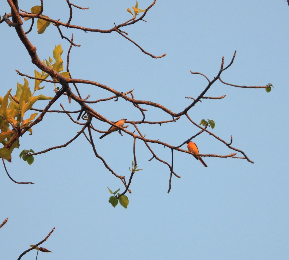 Small Minivet - Chaiti Banerjee