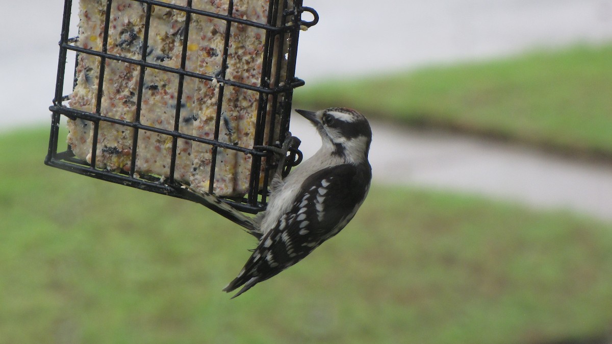 Downy Woodpecker - Sheila Sawyer