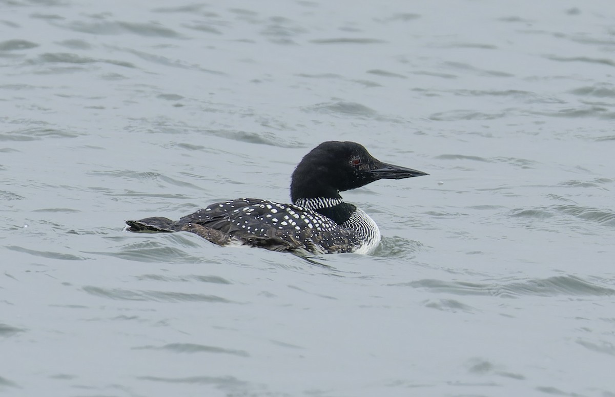 Common Loon - Anonymous