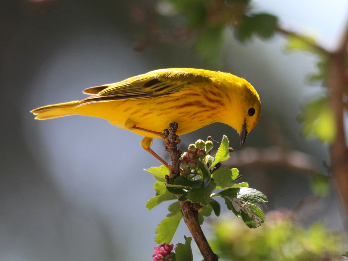 Yellow Warbler - Kyle Eckland