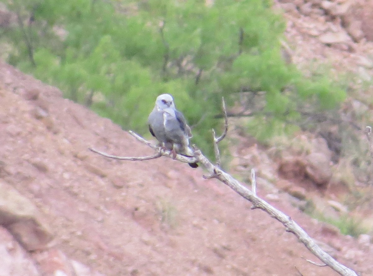 Mississippi Kite - ML619326213