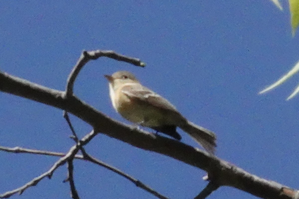 Buff-breasted Flycatcher - Gilbert Bouchard