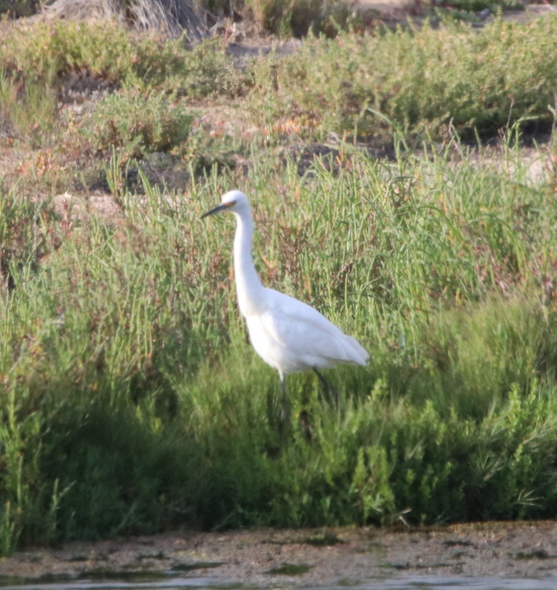 Snowy Egret - Rachel Street