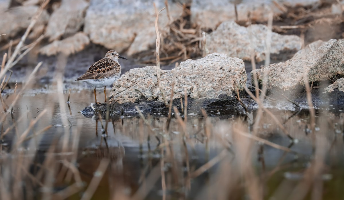 Least Sandpiper - Andrew Thomas 🦅🪶