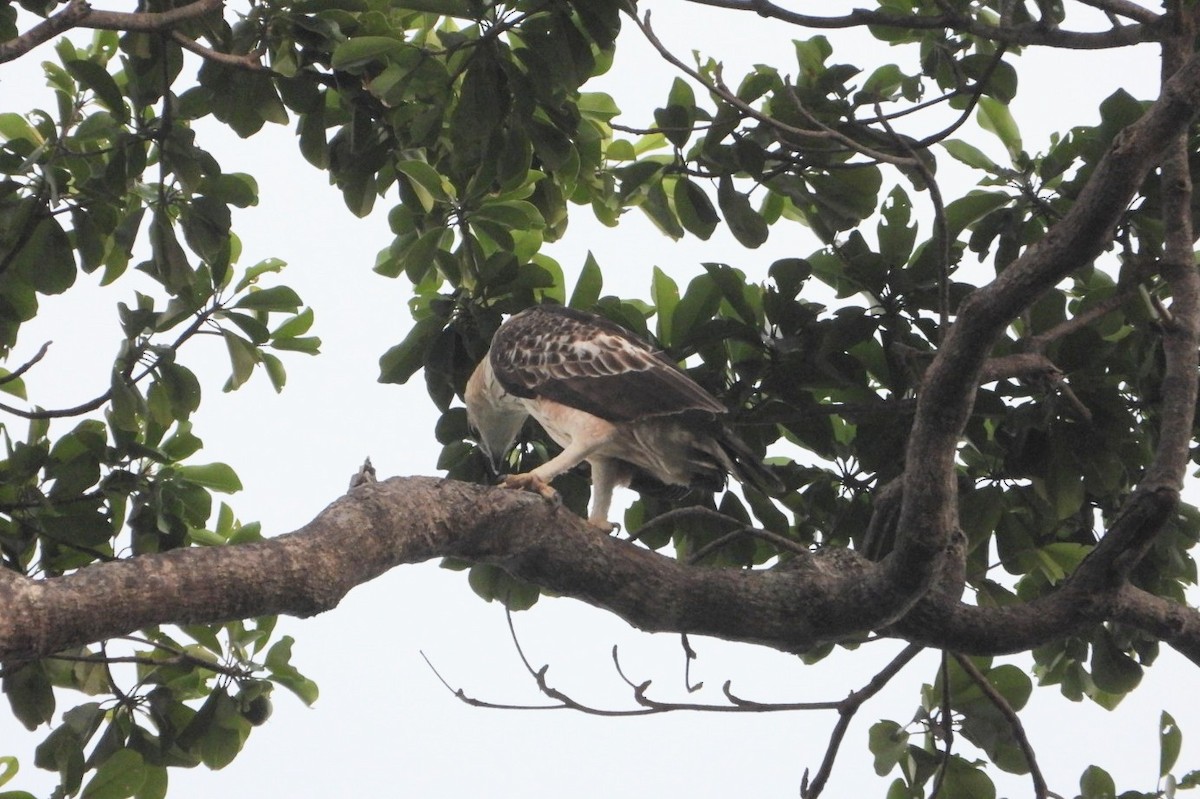 Changeable Hawk-Eagle - Chaiti Banerjee