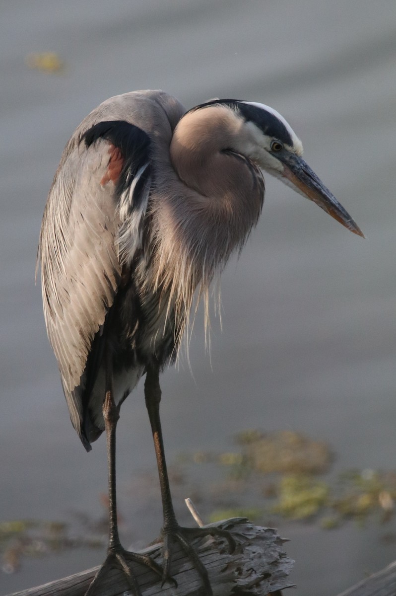 Great Blue Heron - Rachel Street