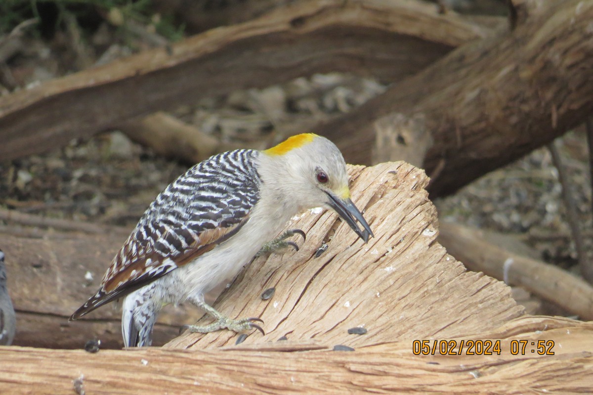 Golden-fronted Woodpecker - ML619326234