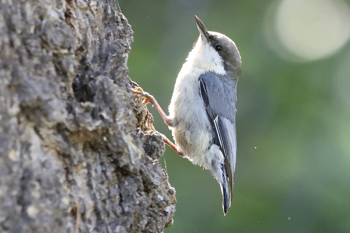 Pygmy Nuthatch - Summer Lee