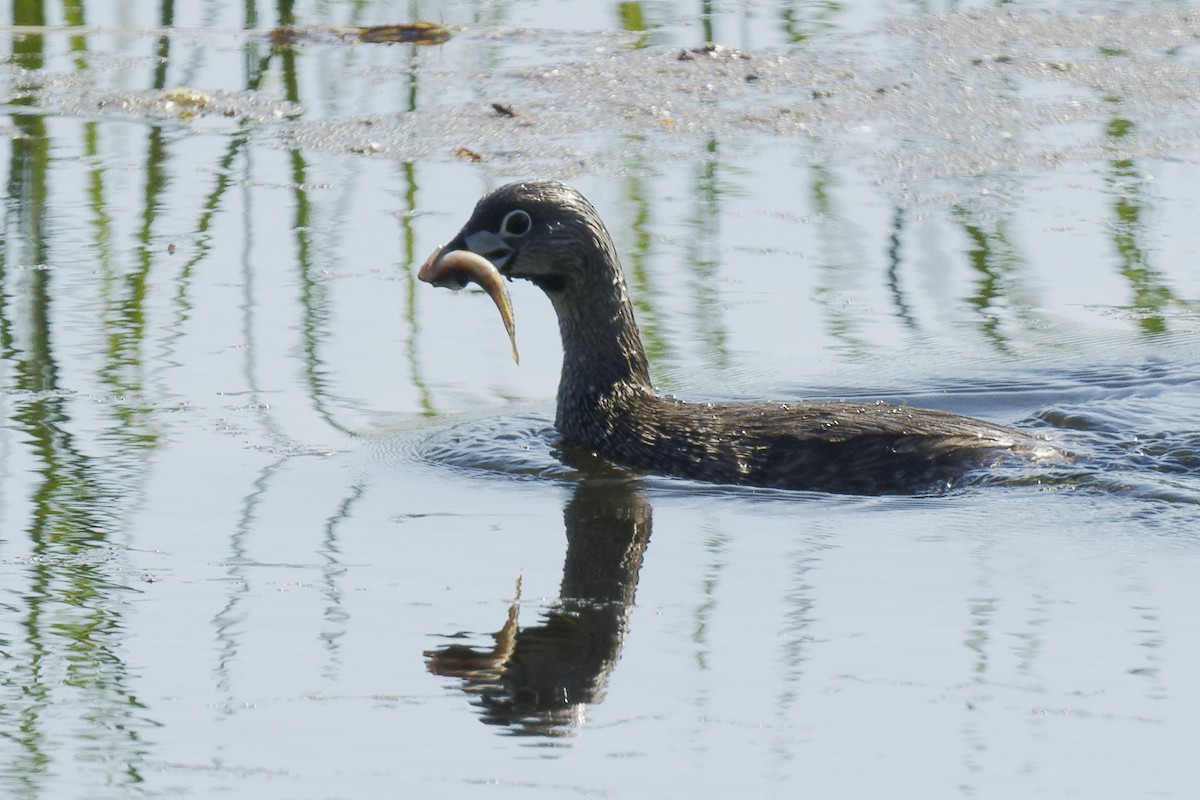 Pied-billed Grebe - Michel Letendre