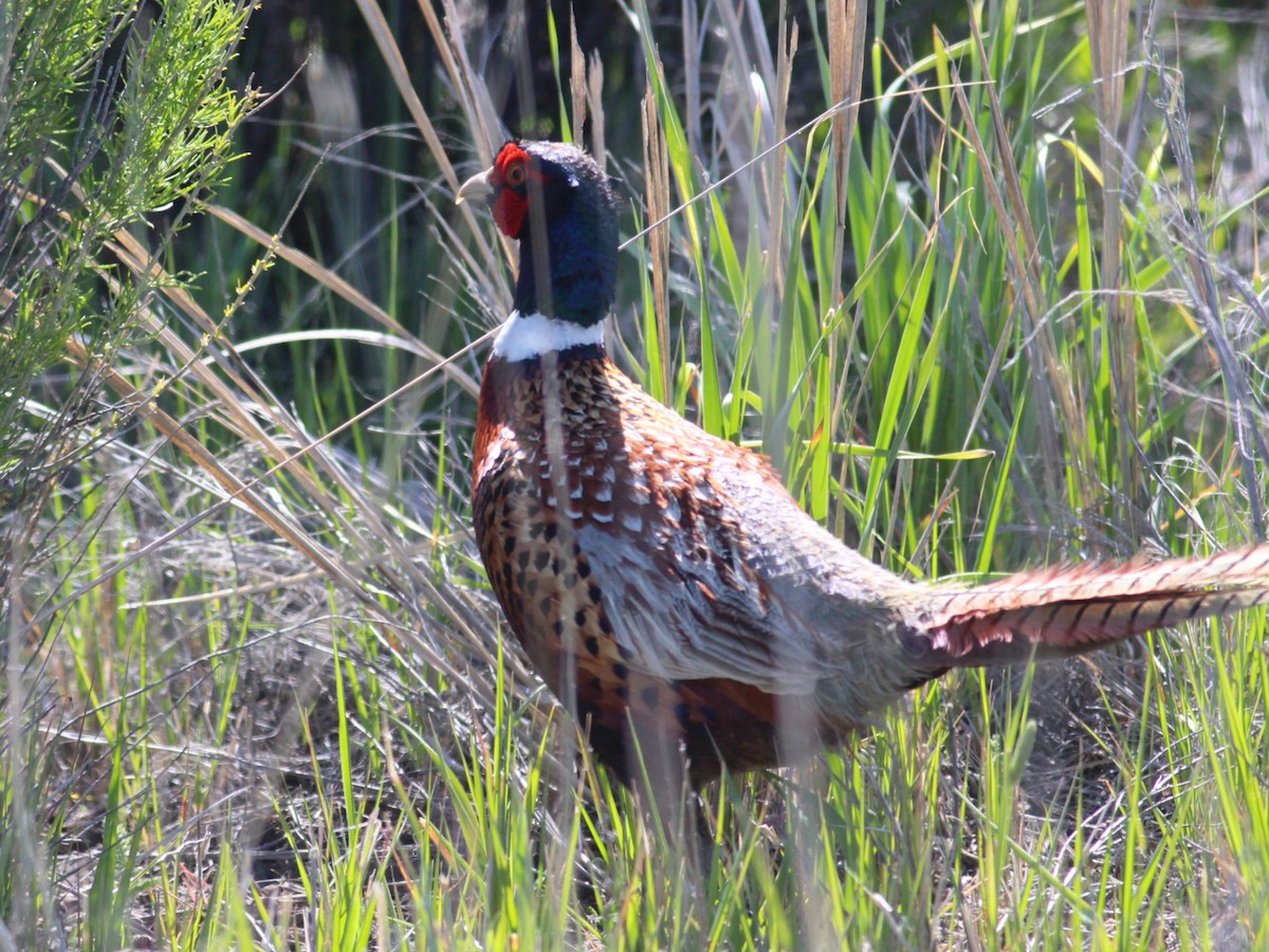 Ring-necked Pheasant - Kyle Eckland