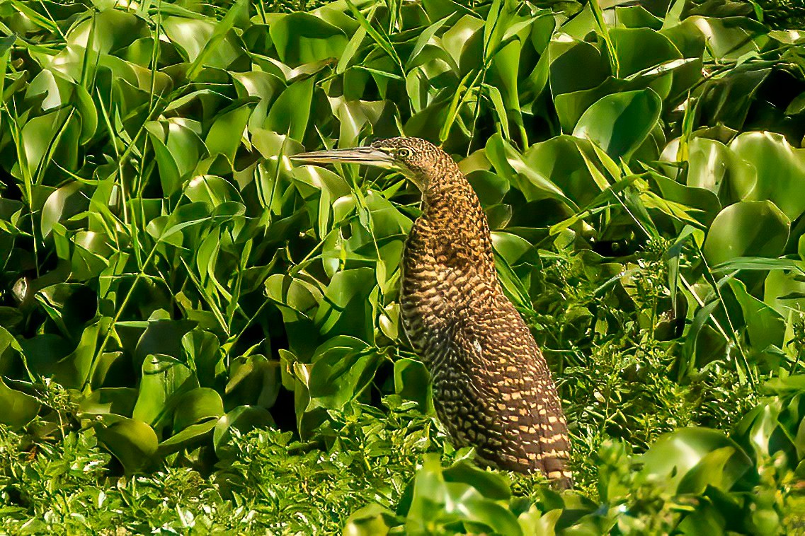 Bare-throated Tiger-Heron - Fred Hochstaedter