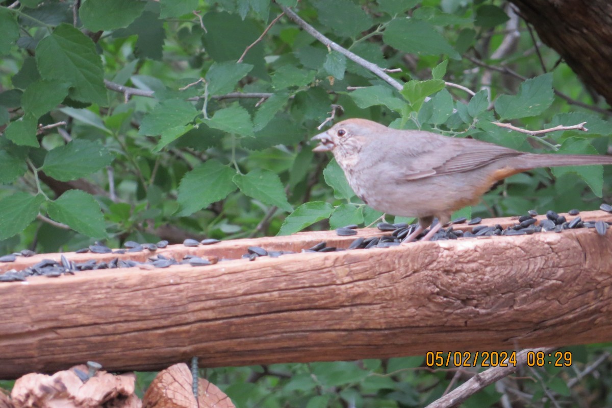 Kanyon Tovisi - ML619326259