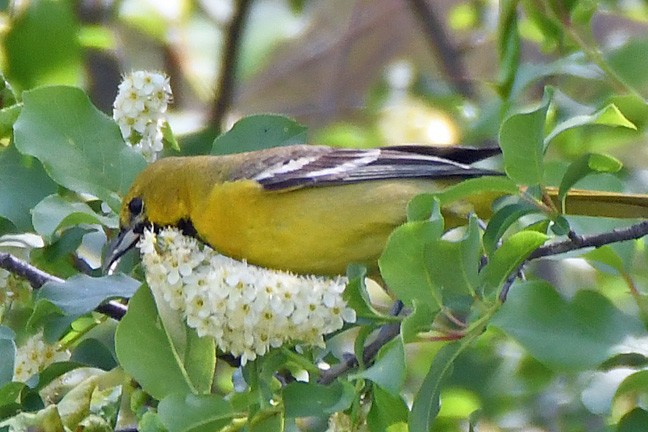 Orchard Oriole - ML619326265