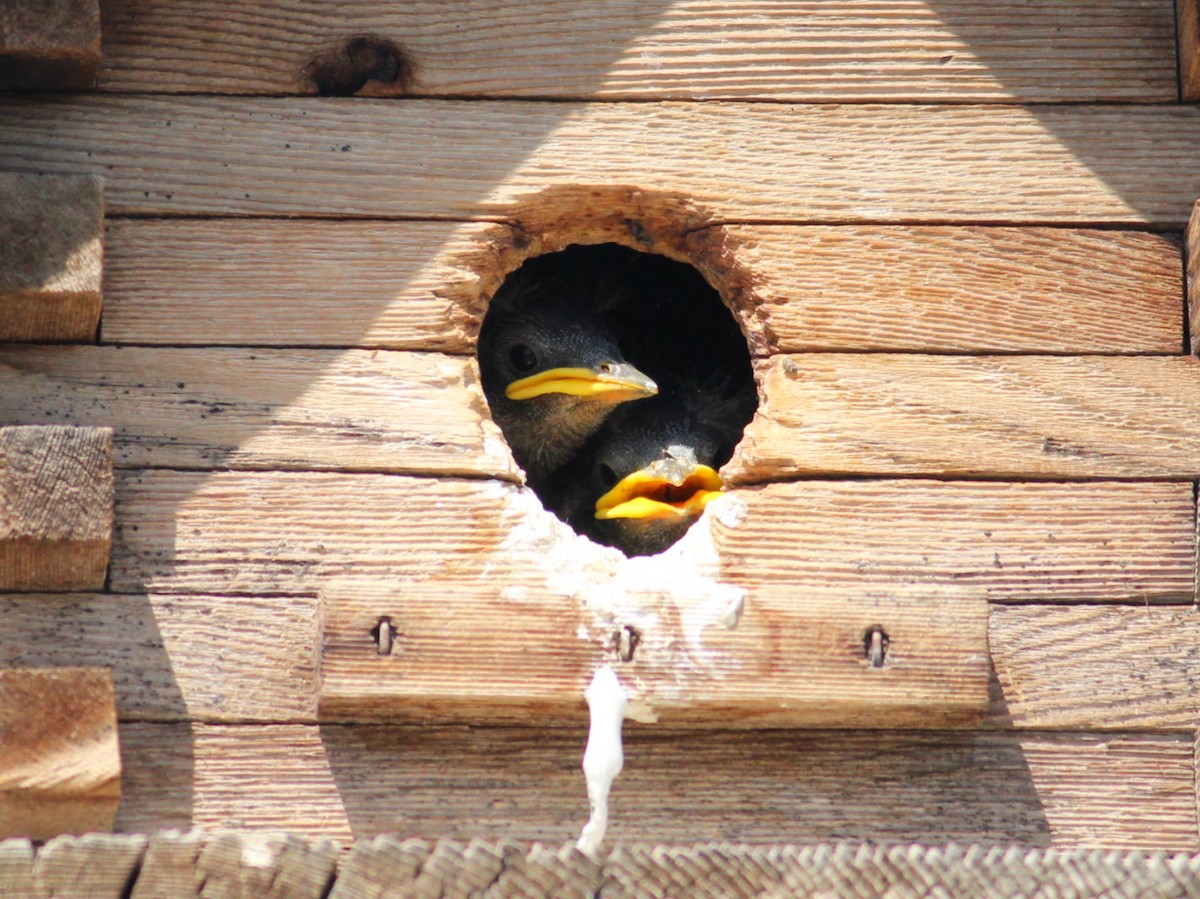 House Sparrow - Kyle Eckland