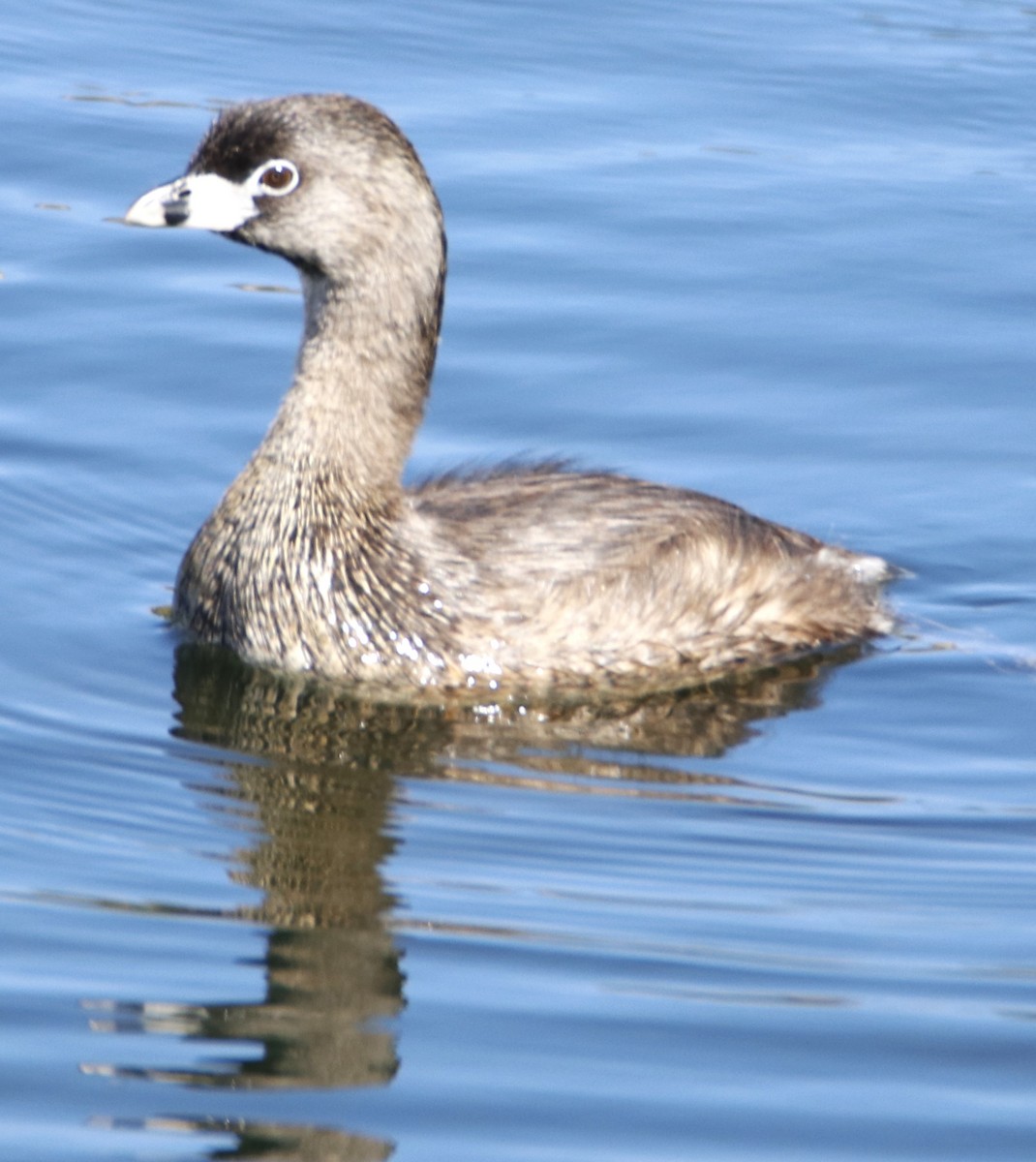 Pied-billed Grebe - Barry Spolter