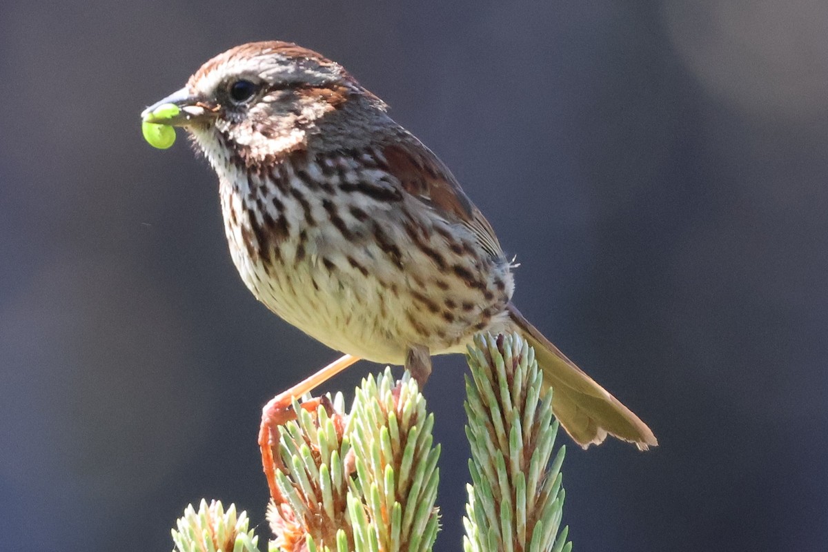 Song Sparrow (heermanni Group) - Peter Pyle