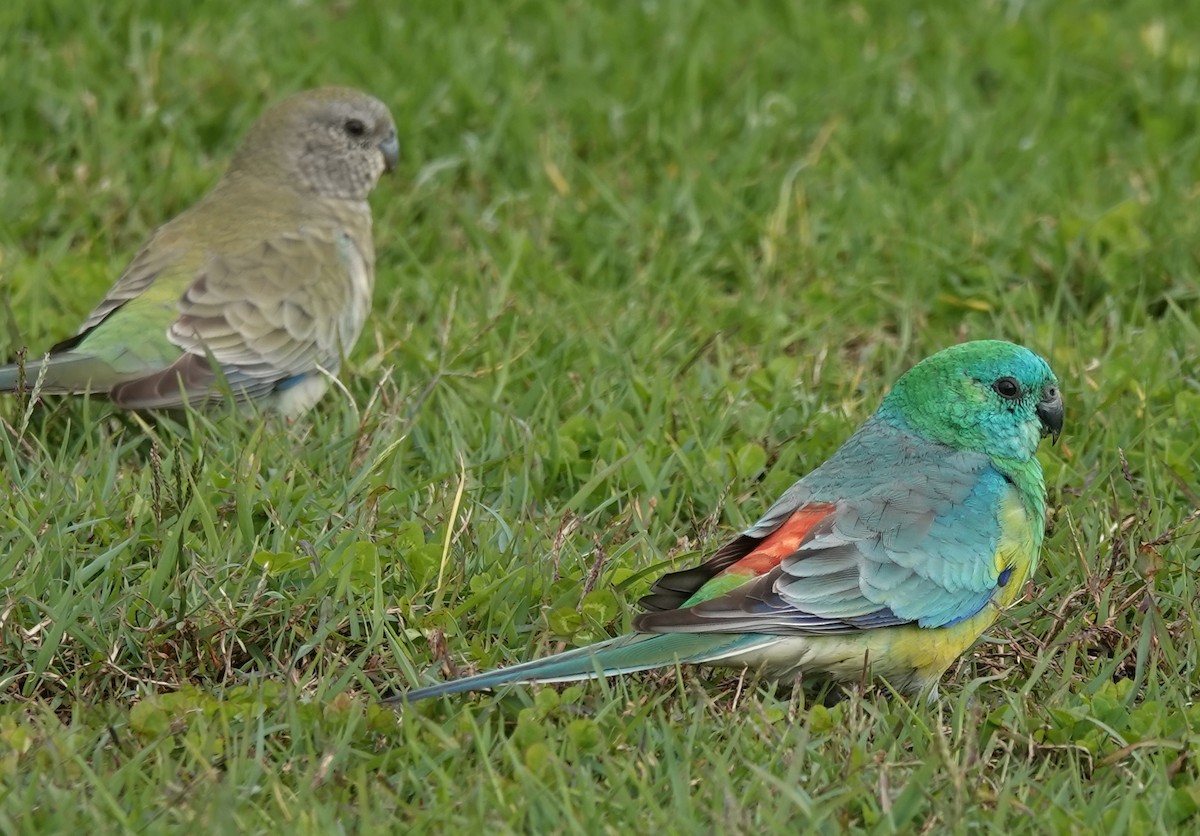 Red-rumped Parrot - Alan Coates