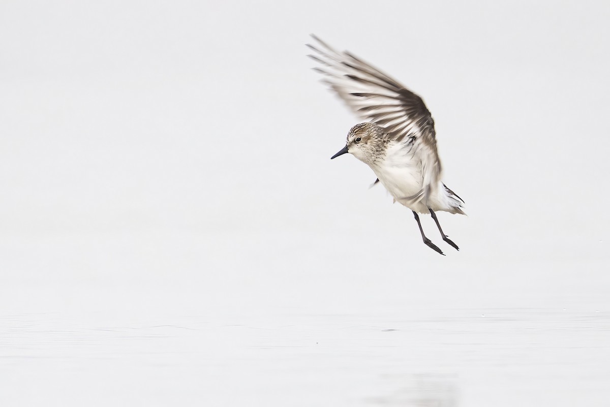 Semipalmated Sandpiper - Gerald Romanchuk