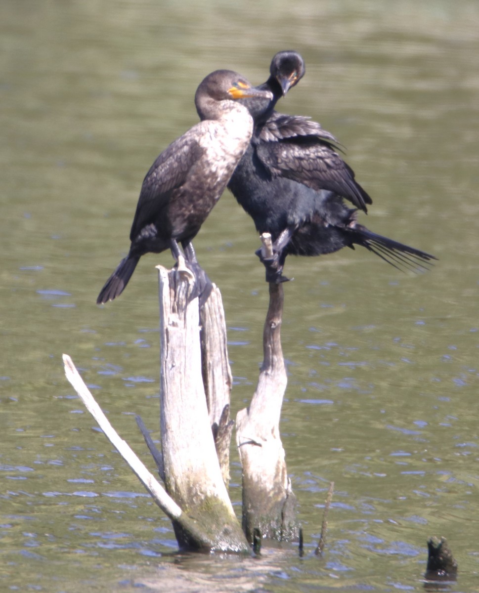 Double-crested Cormorant - Barry Spolter