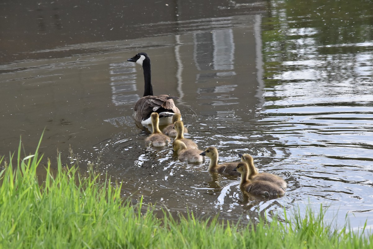 Canada Goose - Marty Hoag