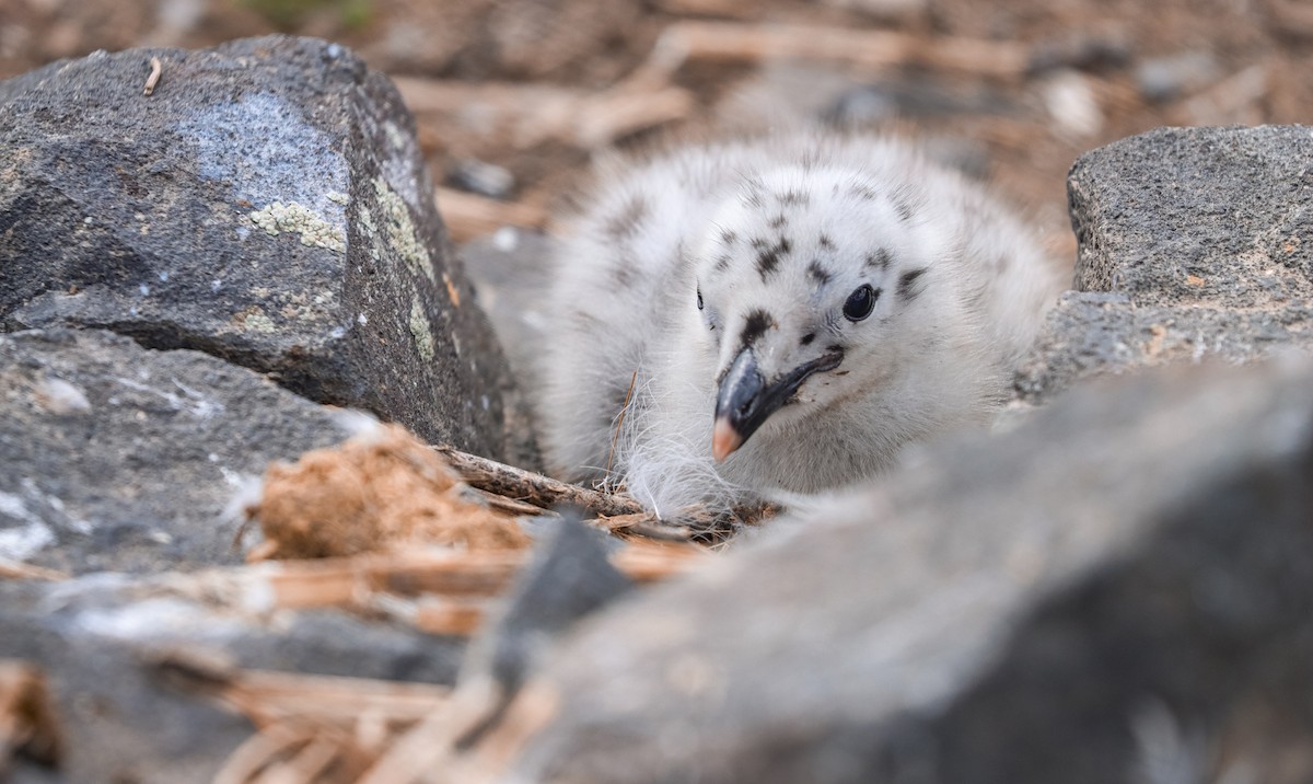 California Gull - ML619326315