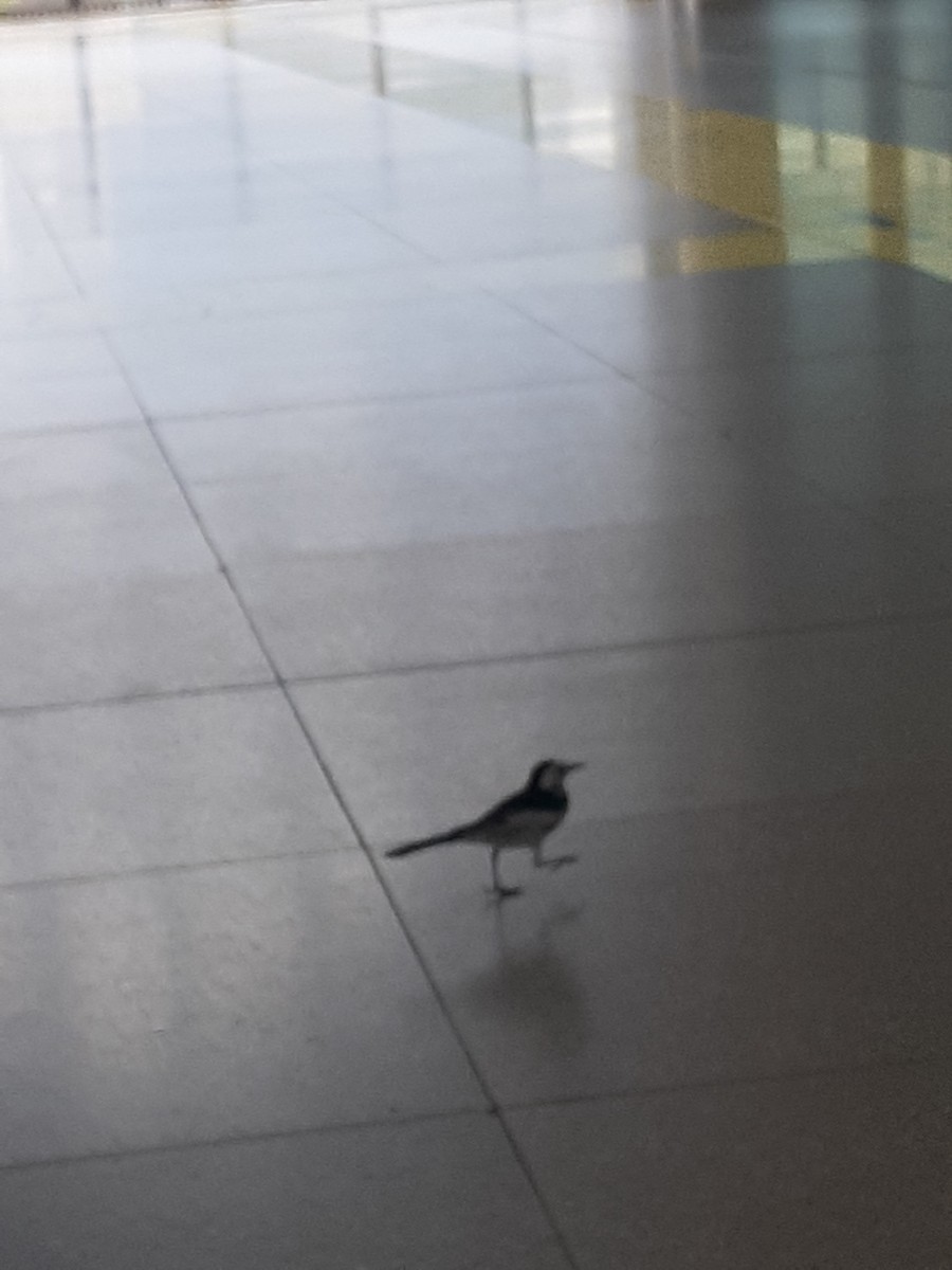 White Wagtail (Chinese) - Martin Chang