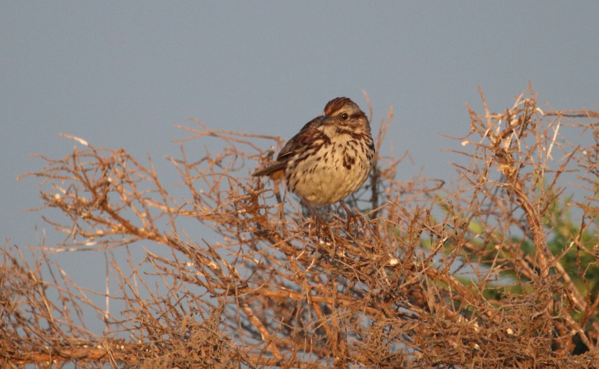 Song Sparrow - Rachel Street