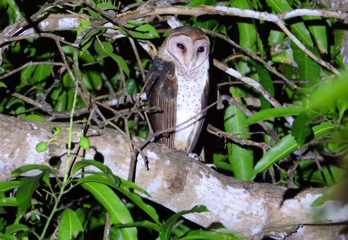 Andaman Masked-Owl - ML619326340