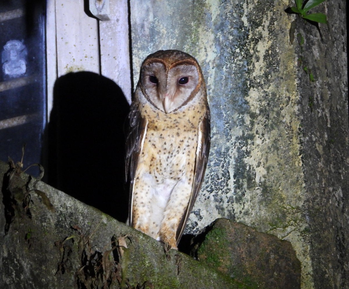Andaman Masked-Owl - ML619326341